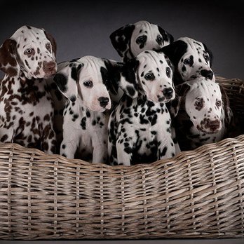 Peaceful Pathways For Pets - Veterinarians Near Me Peaceful Pathways For Pets - Veterinarians Near Me
