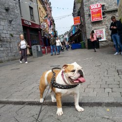 Latin Quarter - Not without my dog