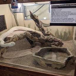 Western diamond rattlesnake