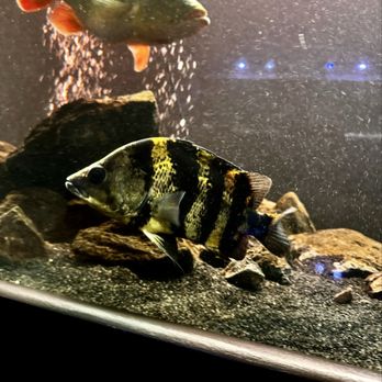 Las Vegas Exotic Fish - NGT - Local Fish Stores Near Me - Las Vegas, Nevada Las Vegas Exotic Fish - NGT - Local Fish Stores Near Me - Las Vegas, Nevada