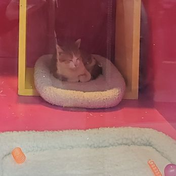 SPCA & Macy's Holiday Windows - Cat - Community Service/Non-Profit Near Me - San Francisco, California SPCA & Macy's Holiday Windows - Cat - Community Service/Non-Profit Near Me - San Francisco, California