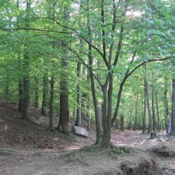 Glencarlyn Dog Park
