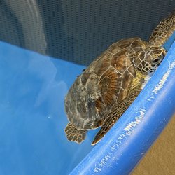 The Karen Beasley Sea Turtle Rescue And Rehabilitation Center