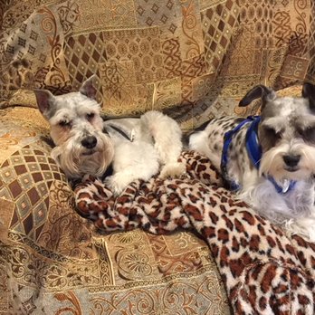 Pets Are Inn - Couch potatoes Lewis and Lincoln At Bev s house. - Pet Boarding Near Me - Plano, Texas Pets Are Inn - Couch potatoes Lewis and Lincoln At Bev s house. - Pet Boarding Near Me - Plano, Texas