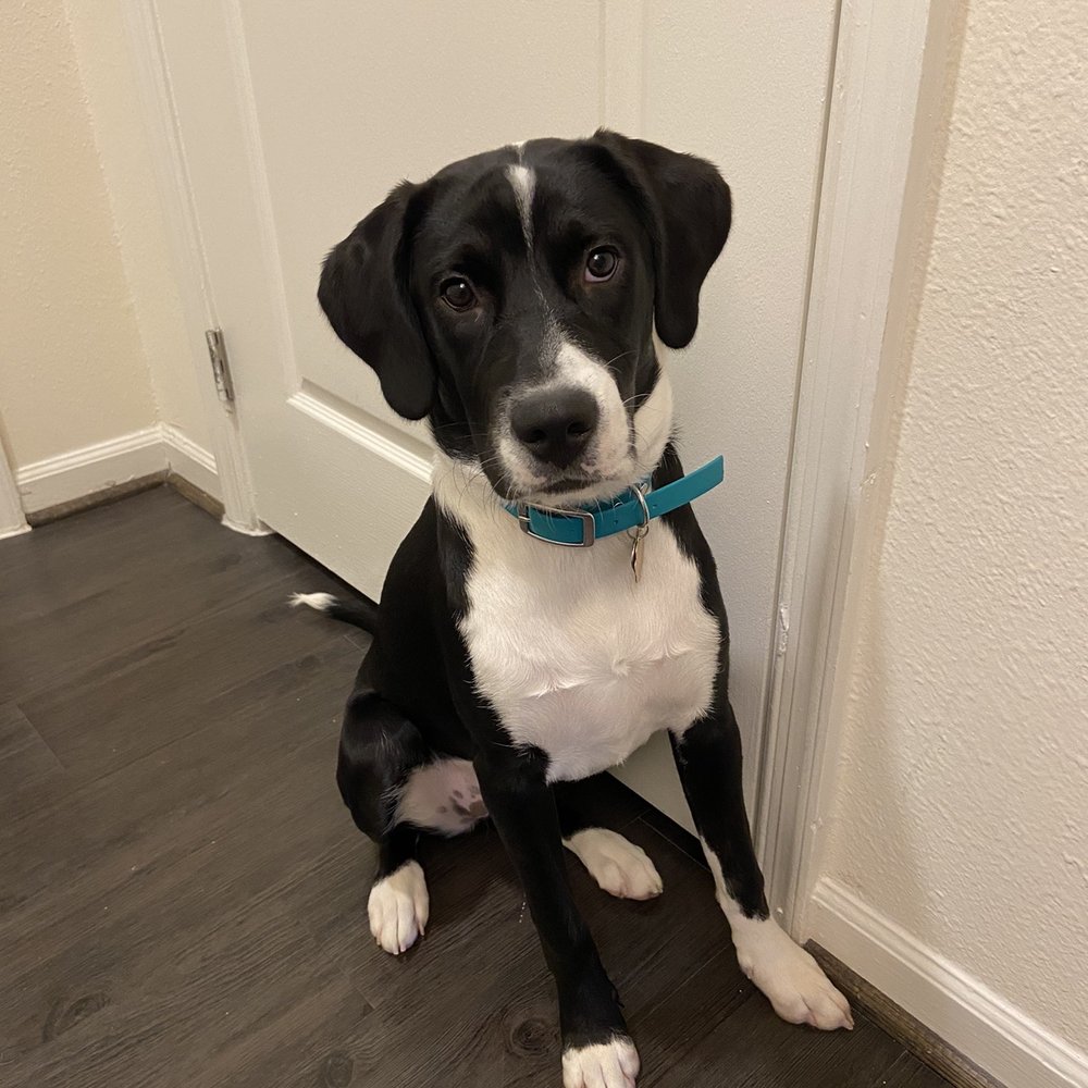 The Enlightened Dog - Our Luna! - Pet Training Near Me The Enlightened Dog - Our Luna! - Pet Training Near Me