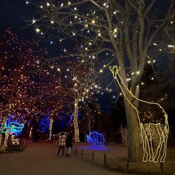 Denver Zoo Lights - Zoo lights walkway - Festivals Near Me - Denver, Colorado