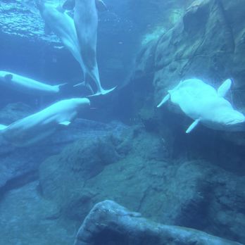 Georgia Aquarium - Bulga Whales - Aquariums Near Me - Atlanta, Georgia Georgia Aquarium - Bulga Whales - Aquariums Near Me - Atlanta, Georgia
