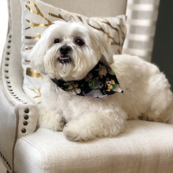 Dewberry Dogs - My maltese/shitzu mix after his grooming! - Pet Groomers Near Me - Boston, Massachusetts