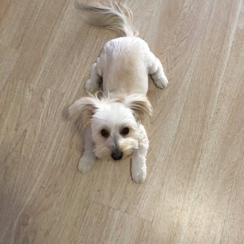 Top Paw Grooming - After! Sooo cute!!! - Pet Groomers Near Me - Tucson, Arizona Top Paw Grooming - After! Sooo cute!!! - Pet Groomers Near Me - Tucson, Arizona