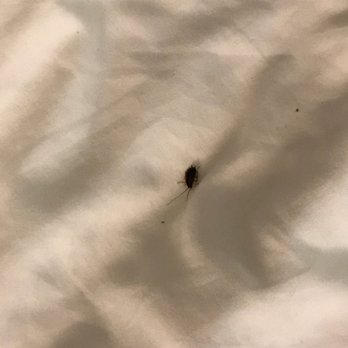 Days Inn by Wyndham Americus - Roach in our bed and more coming out of the vent...just gross. - Hotels Near Me - Americus, Georgia