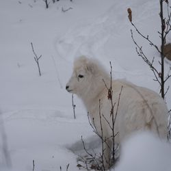 Caribou Creek Recreational Mining Area - Dall sheep floof!