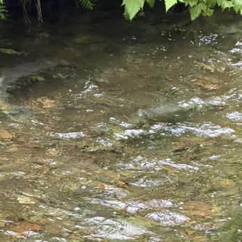 Deer Mountain Hatchery - Salmon! - Community Service/Non-Profit Near Me - Ketchikan, Alaska