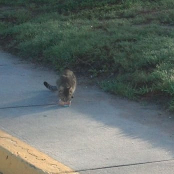 7-Eleven - a cat walking on a sidewalk - Gas Stations Near Me - Orlando, Florida 7-Eleven - a cat walking on a sidewalk - Gas Stations Near Me - Orlando, Florida