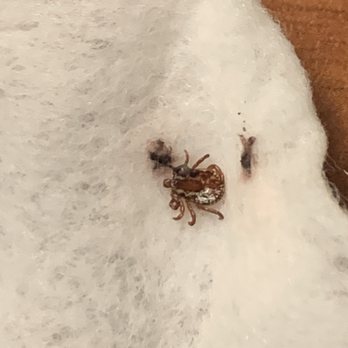Rodeway Inn - BED BUGS - Hotels Near Me - Cozad, Nebraska Rodeway Inn - BED BUGS - Hotels Near Me - Cozad, Nebraska