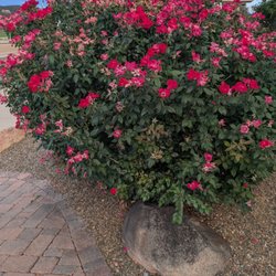 Prescott Junction Restaurant - Landscaping caught my eye .