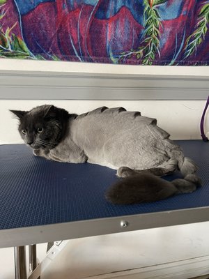 Cat Grooming - Call or text to book your cats next grooming makeover!! 323-505-2214 Cat Grooming - Call or text to book your cats next grooming makeover!! 323-505-2214