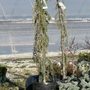 Photo of Rave Discount Plant Center
