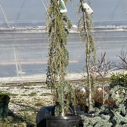 Rave Discount Plant Center
