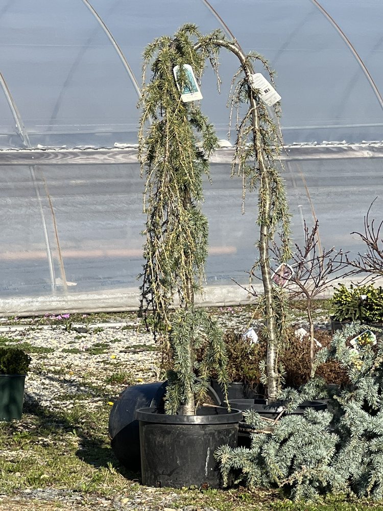 RAVE DISCOUNT PLANT CENTER - Updated October 2025 - 621 Valley View Rd ...