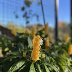 Memphis Botanic Garden - Flower in the greenhouse