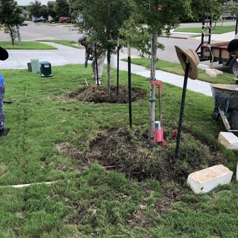 Chavez Landscaping - Trees before - Landscaping Near Me