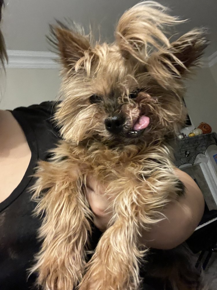 VEZZA MARIO DGN DVM Updated September 2024 14 Reviews 1 Mineola