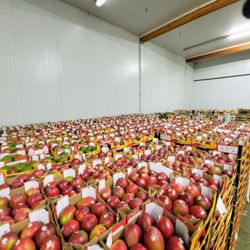 South Fresh Fruit - MANGOS