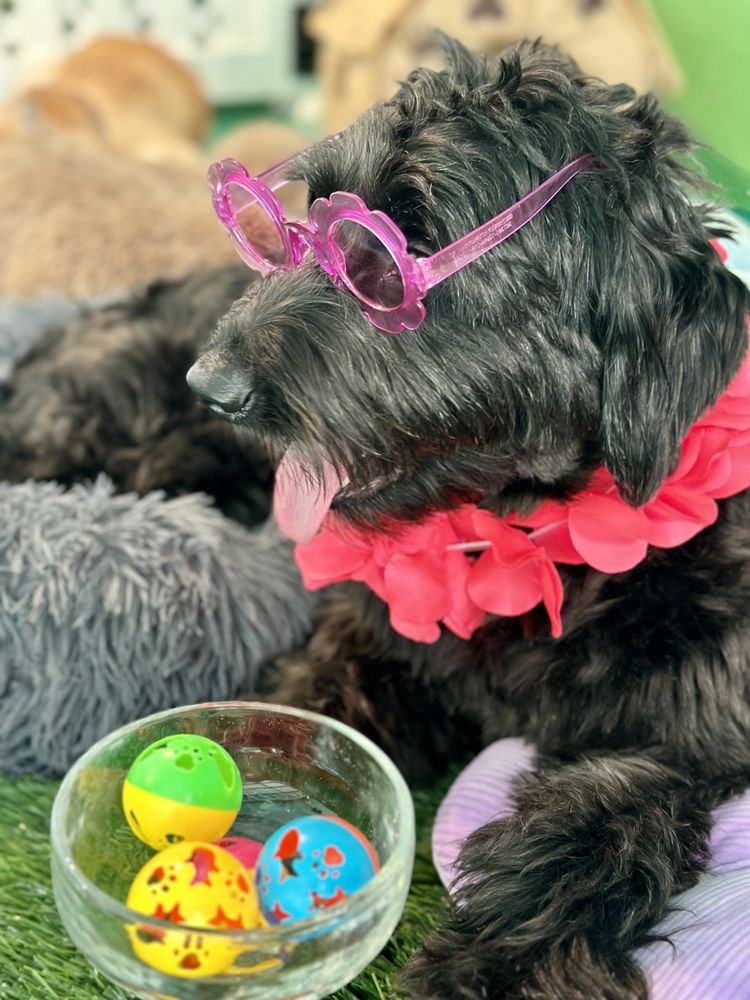 Mystic Paws - pet boarding facility in New Port Richey, FL