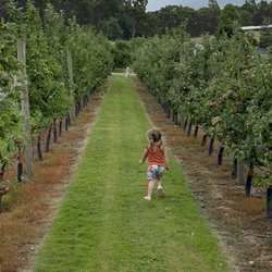 Spreyton Cider Co. - Child running through the grove