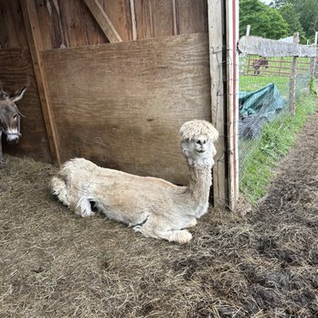 North Meadow Farm - Attraction Farms Near Me - Manchester, Vermont North Meadow Farm - Attraction Farms Near Me - Manchester, Vermont