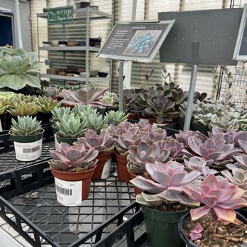 Highway 92 Succulents - Nice looking selection - Nurseries & Gardening Near Me - Half Moon Bay, California Highway 92 Succulents - Nice looking selection - Nurseries & Gardening Near Me - Half Moon Bay, California