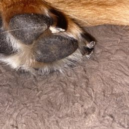 My dogs nails My dogs nails