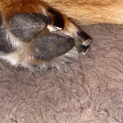 The Modern Dog Boston - My dogs nails