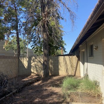 Urgent Care Tree & Lawn - Before - Tree Services Near Me Urgent Care Tree & Lawn - Before - Tree Services Near Me