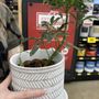 Photo of Buikema's Ace Hardware