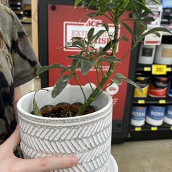 Buikema's Ace Hardware - Plant collector