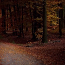 Waldschenke Raimund u. Hannerl Staar - The forest during my walk  autumn 2015