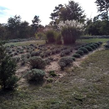 Cape Cod Lavender Farm - Lavender - not in bloom - Cosmetics & Beauty Supply Near Me - Harwich, Massachusetts