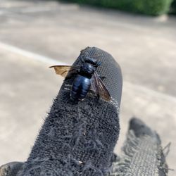 Rowdy Texan Services - Metallic carpenter bee!