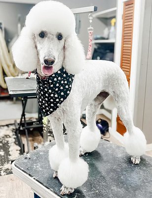 Silver Trails Animal Inn