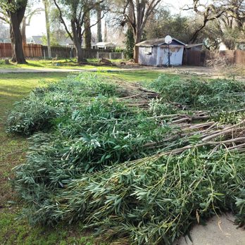 Del Cid Tree Service - Landscaping Near Me Del Cid Tree Service - Landscaping Near Me
