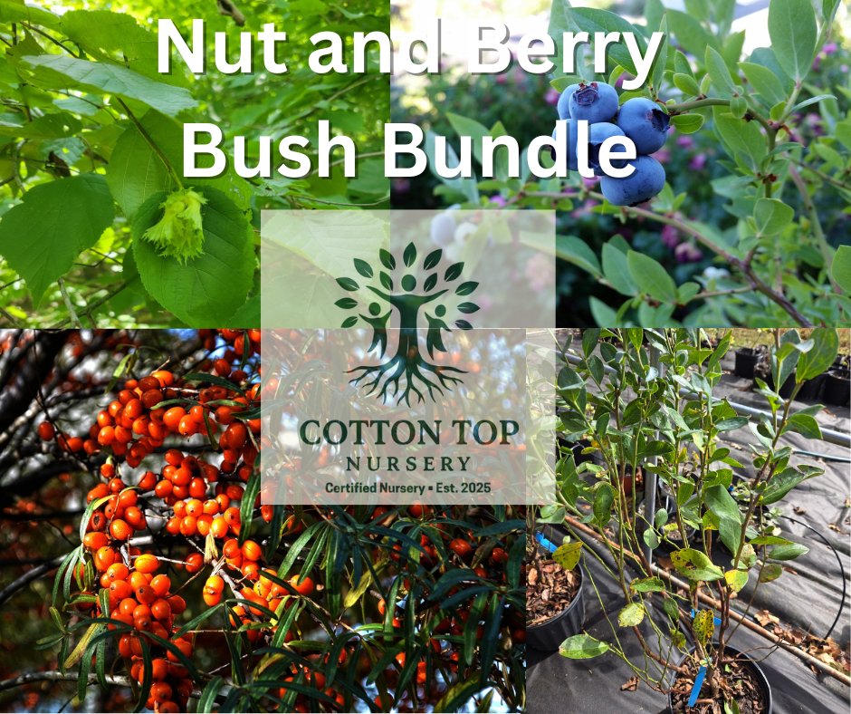 Cotton Top Nursery Logo