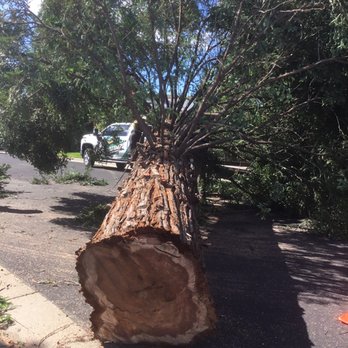 Easy Stumps Tree Services - Tree Services Near Me - Folsom, California Easy Stumps Tree Services - Tree Services Near Me - Folsom, California