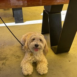 Dog friendly patio