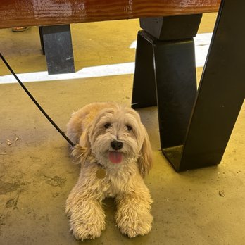 Albi's - Dog friendly patio - Wine Bars Near Me - Danville, California