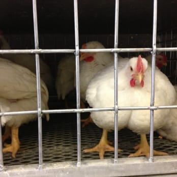Vivero Saba Halal - chickens in a cage - Butcher Near Me - Philadelphia, Pennsylvania Vivero Saba Halal - chickens in a cage - Butcher Near Me - Philadelphia, Pennsylvania