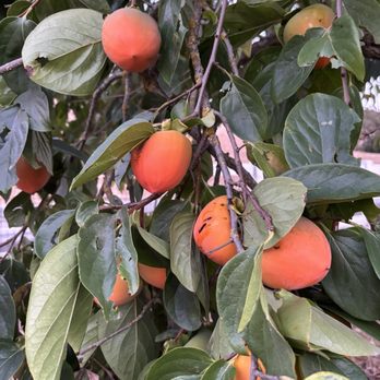 Heirloom East Bay - Persimmons - Community Gardens Near Me - Castro Valley, California Heirloom East Bay - Persimmons - Community Gardens Near Me - Castro Valley, California
