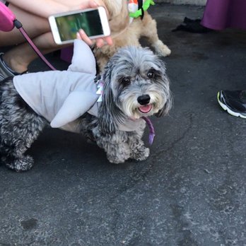 The Spaw - Pet Groomers Near Me - Tustin, California