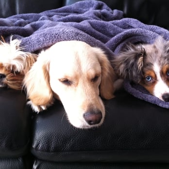 Paws Up NYC - Nap time! - Pet Sitting Near Me Paws Up NYC - Nap time! - Pet Sitting Near Me
