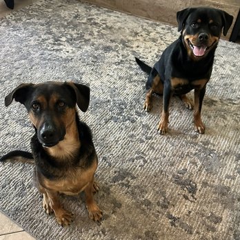 Rotten Rottie Rescue - Community Service/Non-Profit Near Me - Gilbert, Arizona Rotten Rottie Rescue - Community Service/Non-Profit Near Me - Gilbert, Arizona